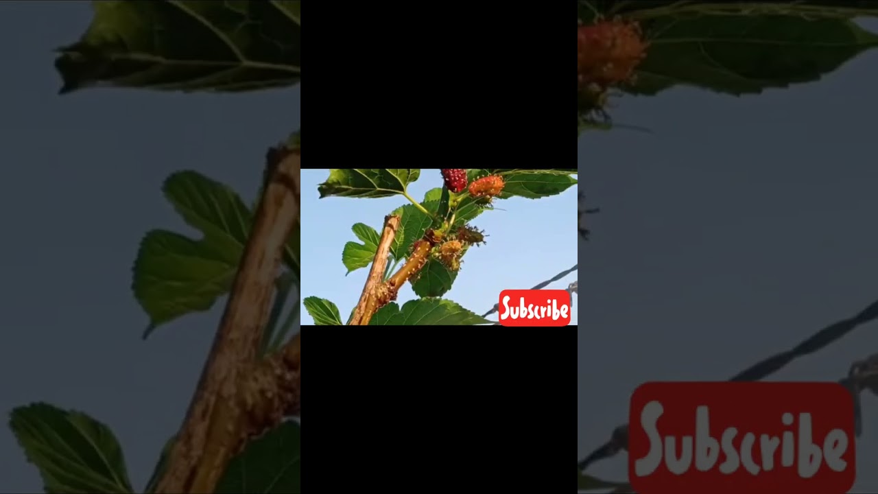 malbarry #natureslover #gardenlove