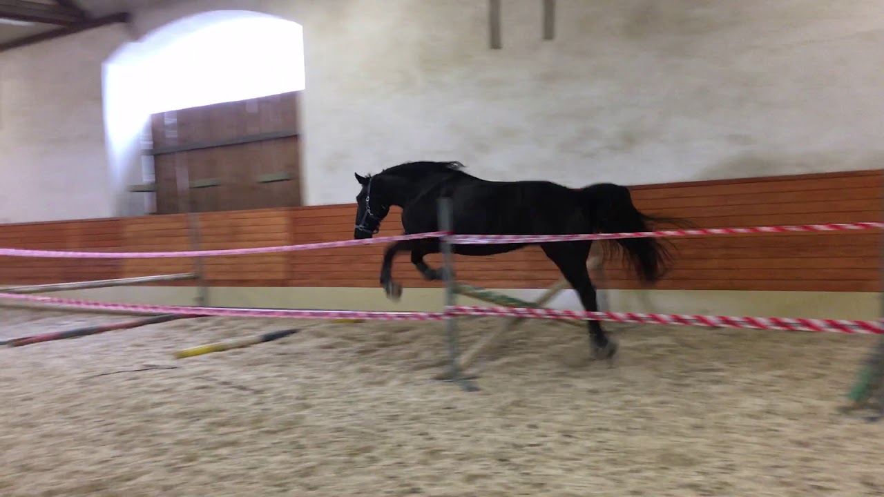 Baroque horse has discover a new game :) Jumping first time