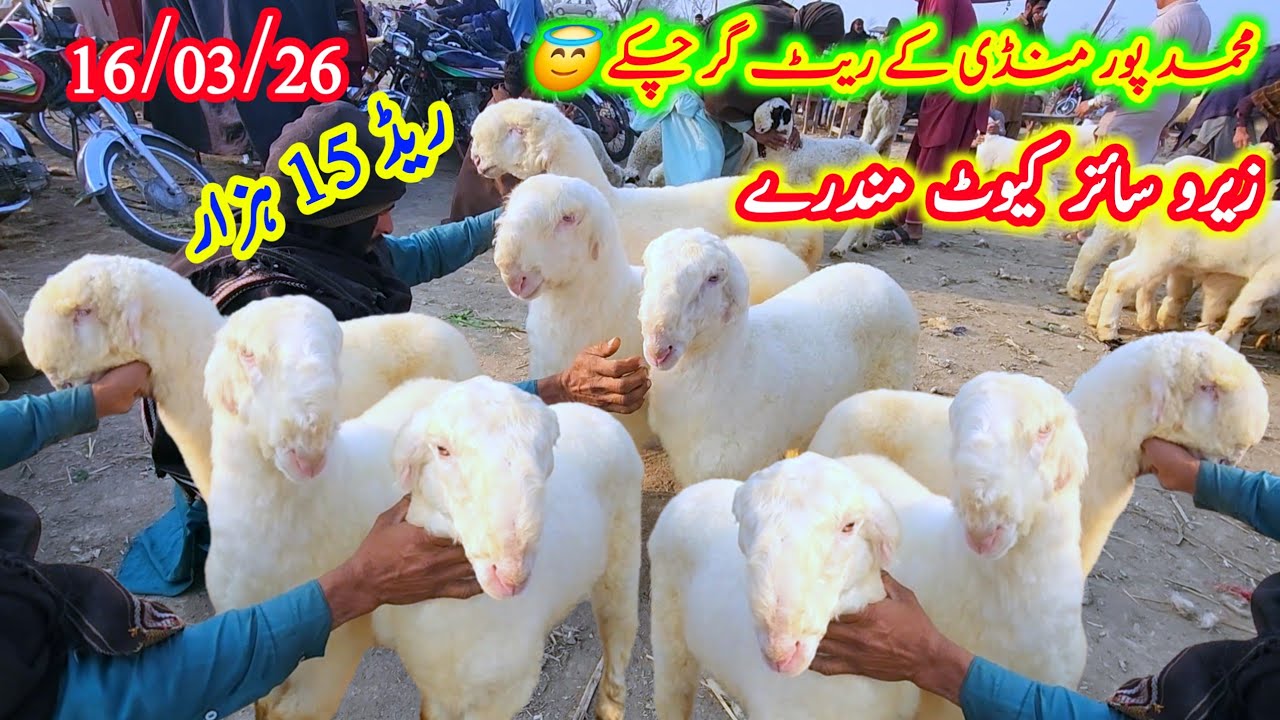 16 March 2026 محمد پور منڈی کے ریٹ گر چکے 😇زیرو سائز کیوٹ مندرے ریڈ 15 ہزار Malik imran goat farm 