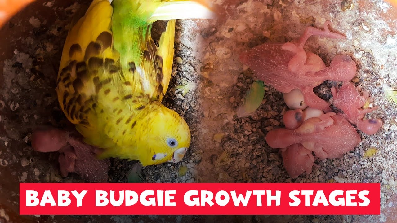 Budgie Growth Stages | Day 43 of Babies Time lapse🐦
