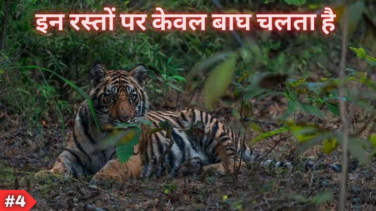 Most Dangerous Pilibhit Khatima Forest Drive 😱