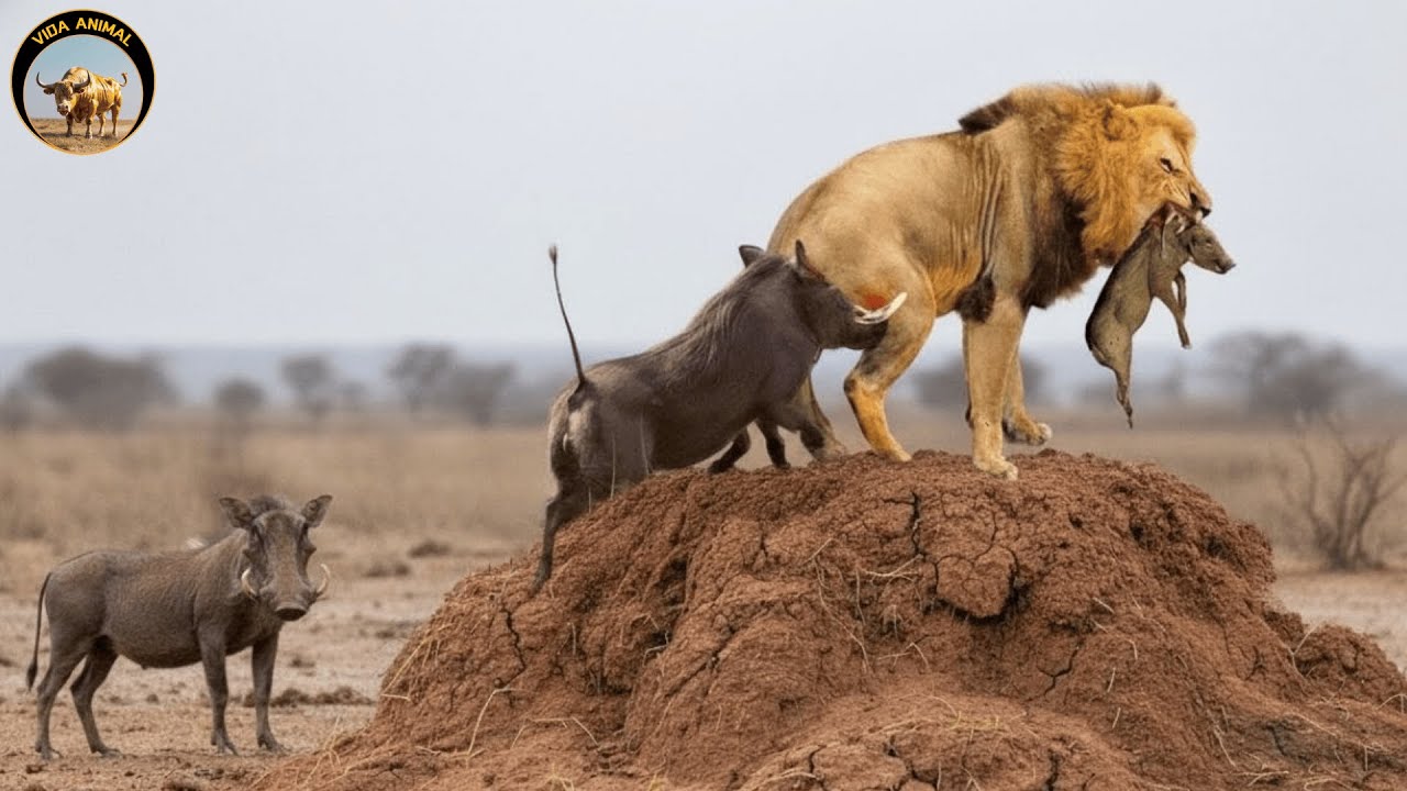 África Salvaje – La Batalla Épica por Proteger a la Manada #animalessalvajes | Vida Animal TV