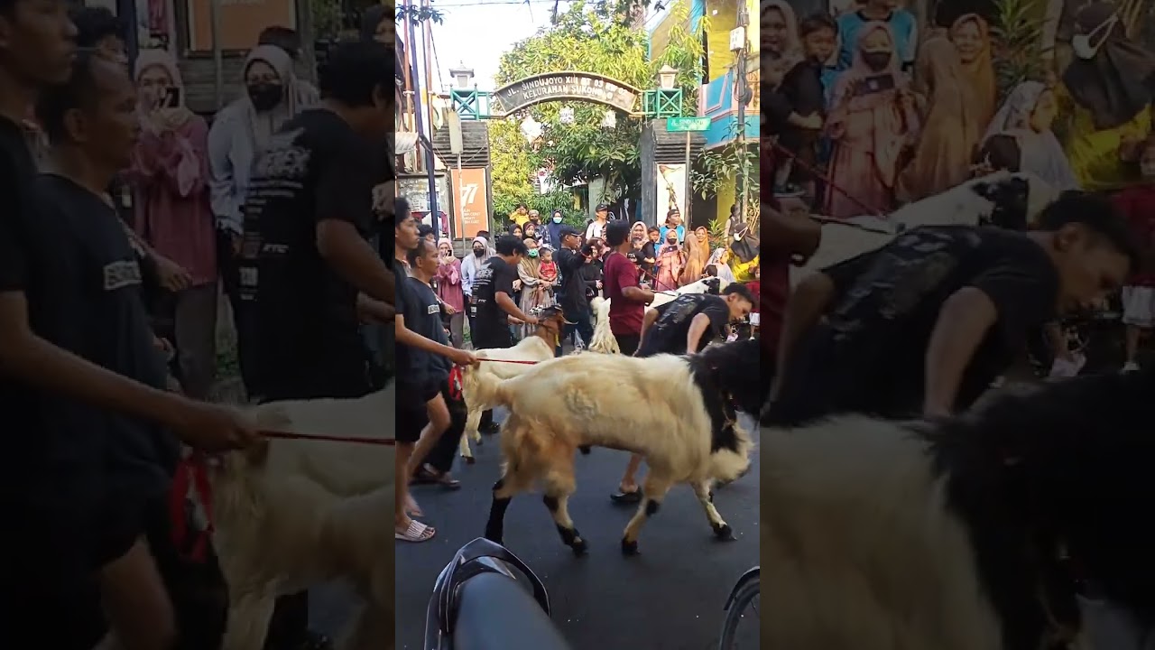 pawai kambing tiap tahun di kali tutup malam idhul Adha 28 juni 2023#reels