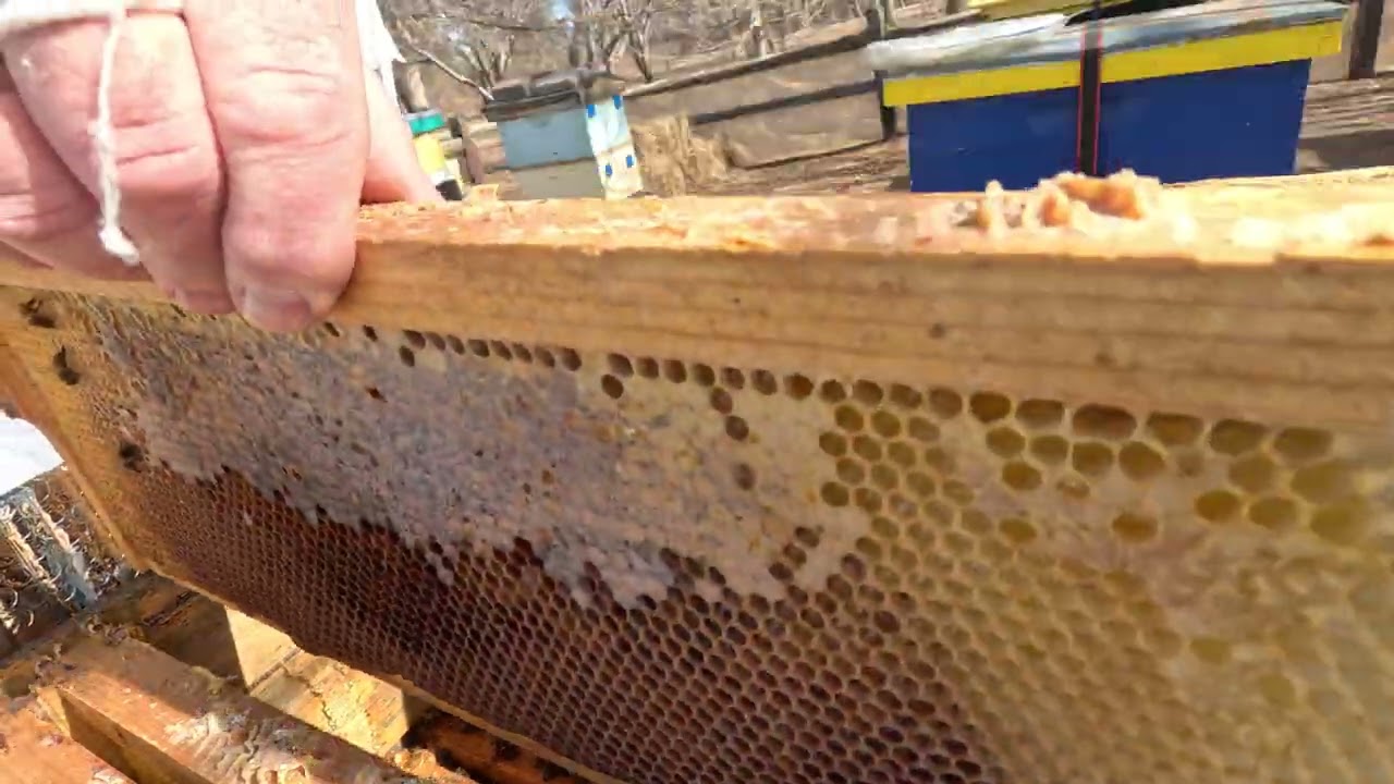 Winter Hive Check Hve 12