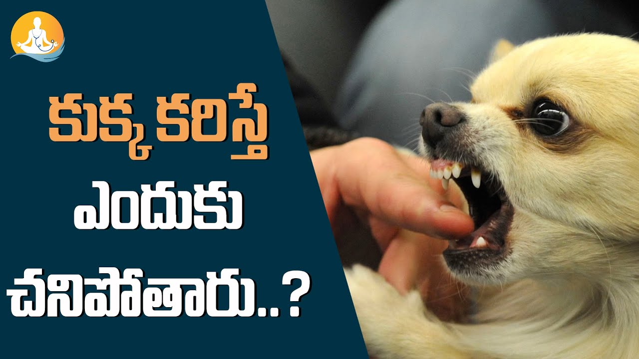 Dog Bite Effect,Treatment in Telugu| Anti Rabies Vaccination | Dr Calm's Sanjeevani 