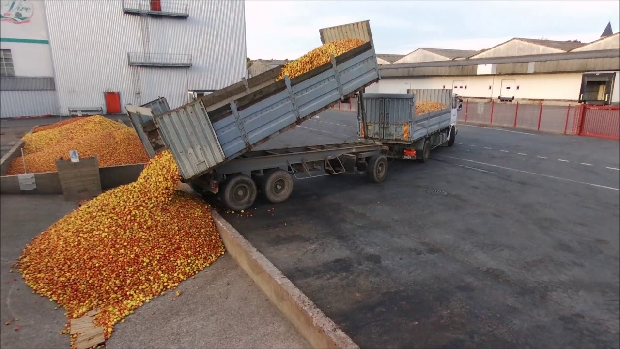 Ramassage des pommes à Cidre 2018