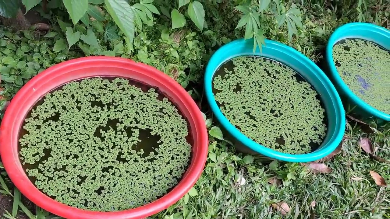 #paano puksain ang kiti kiti at peste sa azolla....#kabagwischannel