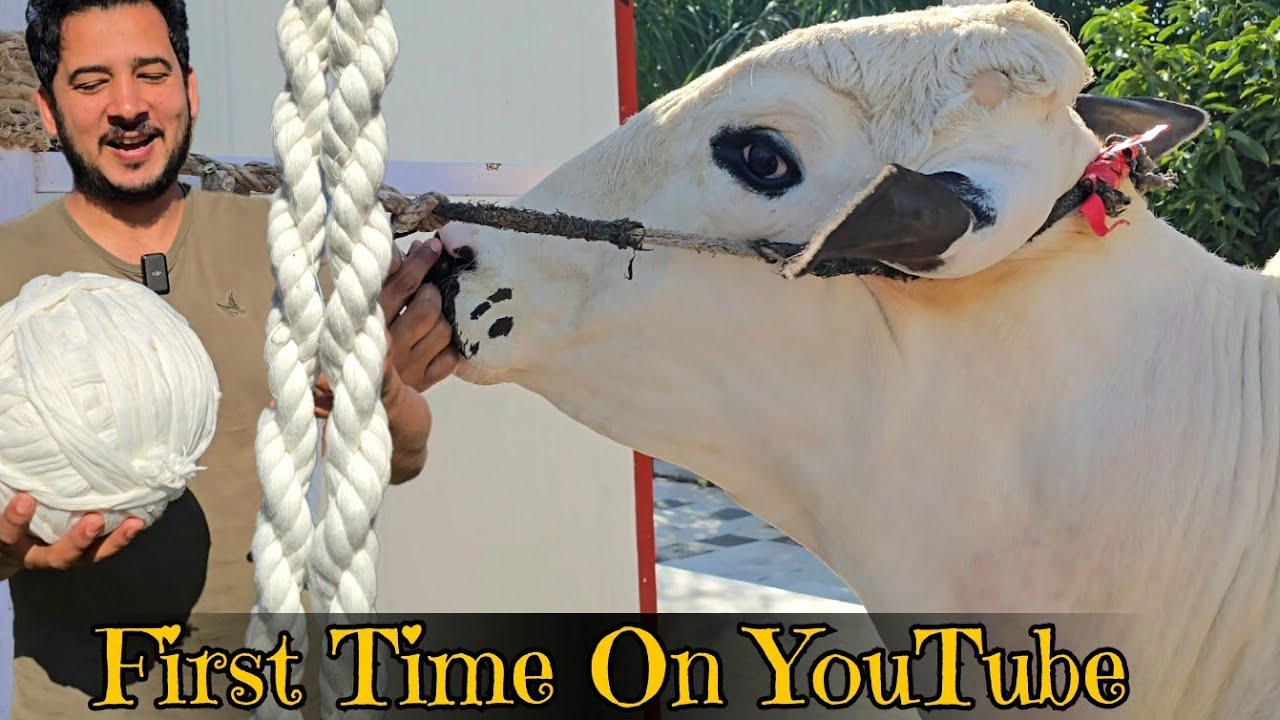 Kachy sootar kee nath banane ka tareeqa? - Hakim extremely aggressive - JNTV Vlogs
