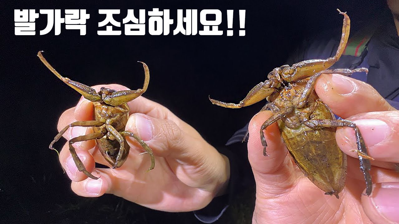 물리면 끔찍한 고통을 준다는 물속의 무법자! 이렇게 바글바글한곳은 처음입니다.