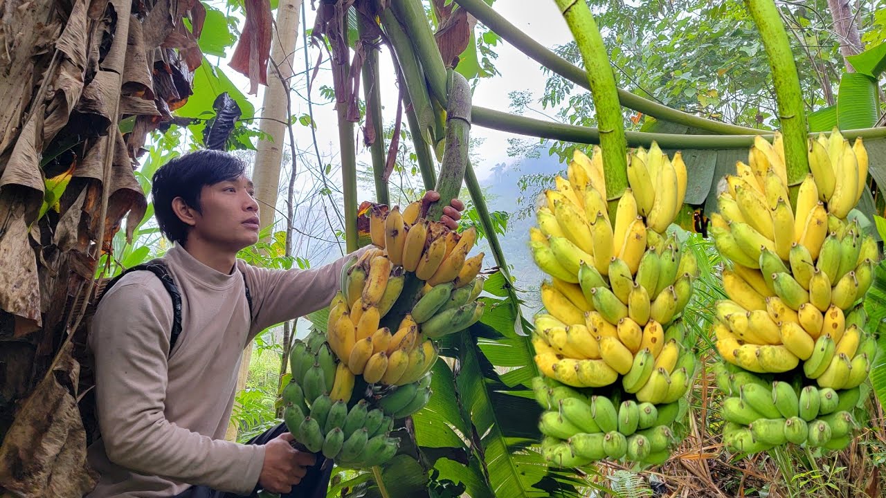 A slow, peaceful life | Harvesting ripe bananas to sell - Triệu Văn Tính