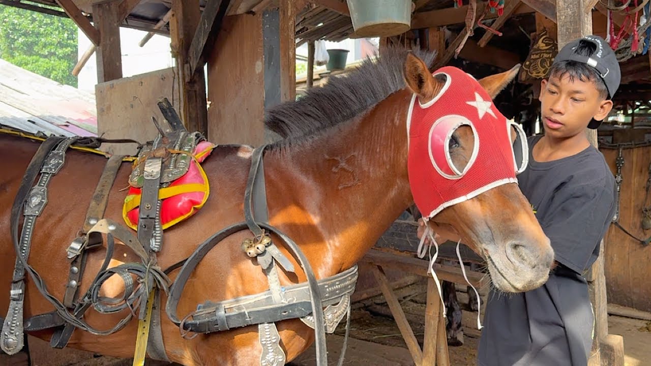 MELIHAT LANGSUNG PERSIAPAN KUDA DELMAN SEBELUM KE PANGKALAN - KUDA DELMAN - NAIK DELMAN - KUDA
