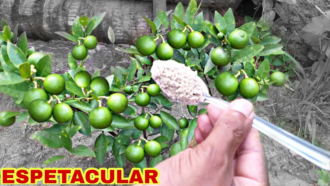 Use apenas uma COLHER e faz a sua FRUTIFERA  turbina  de FRUTOS.