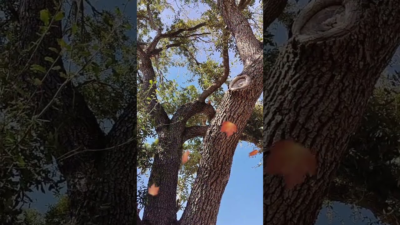 Squirrel 🐿️ taunting my pets 🐶 😺😺 #rgv #956 