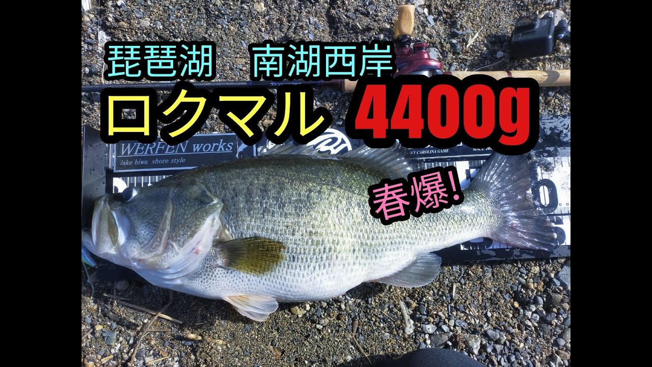 琵琶湖・南湖西岸で「60cm・4400ｇ」のビッグママ出現！！[琵琶湖バス釣り]