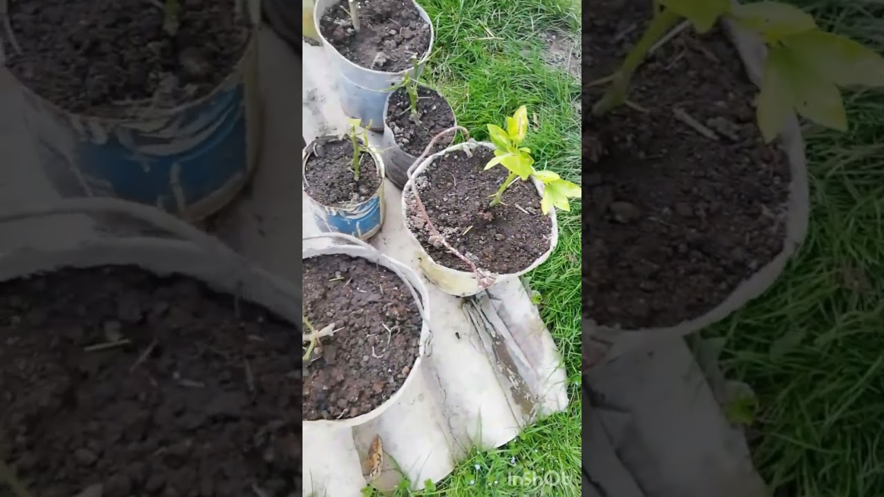 Limon ağacı,budaqdan köklənmə. Qablarda əkim.