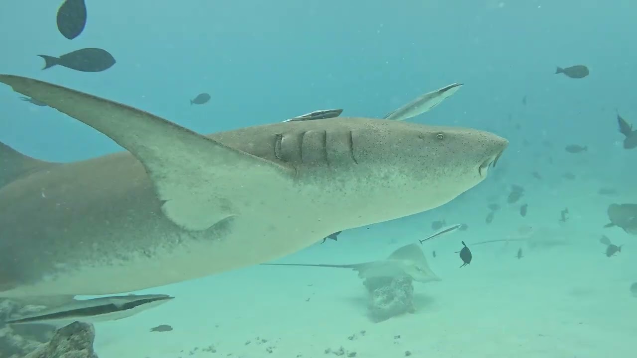 So many fish!  Maldives 1 22 26