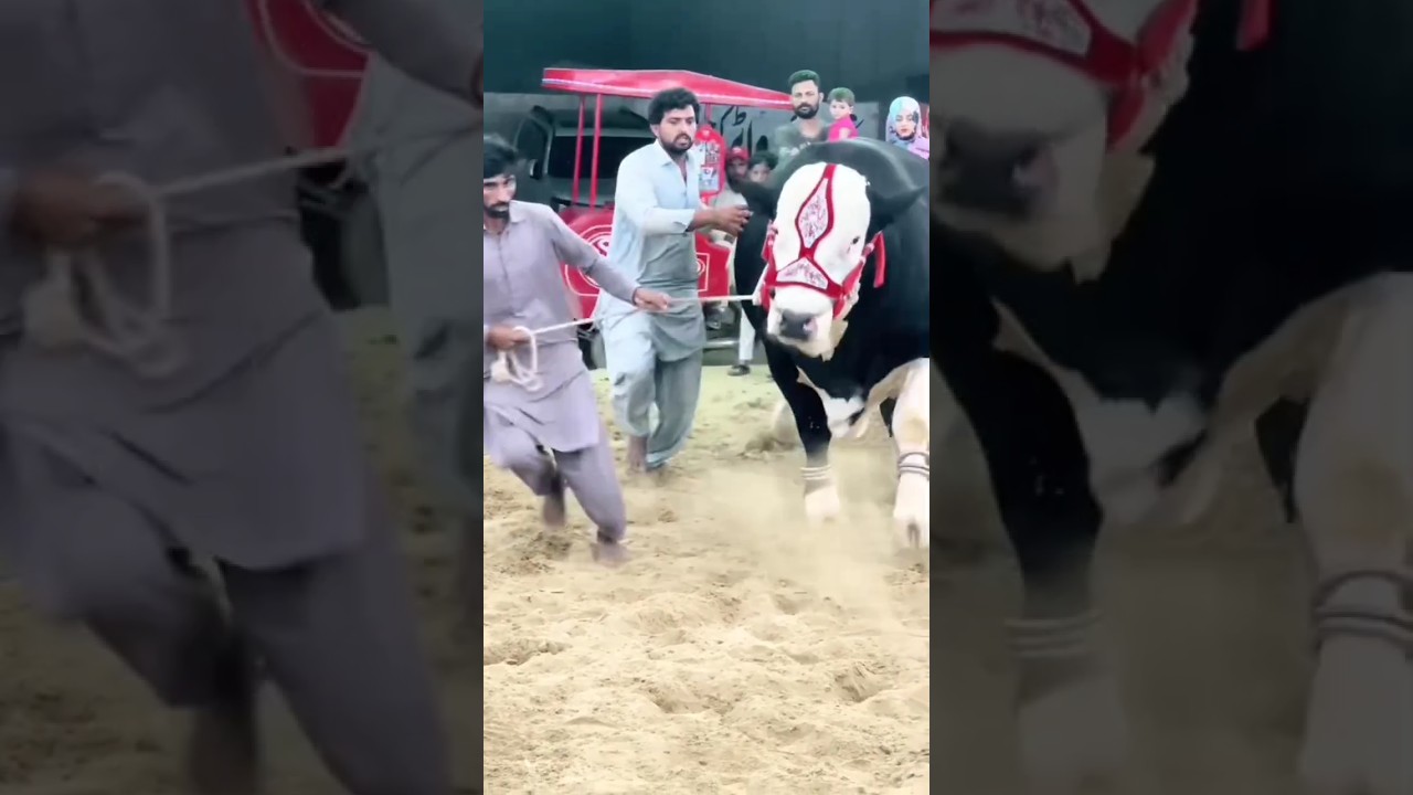 #black #Qurbani #ka #janwar #2023 #Pakistan #ka #masoor #dal #prison #sahiwal #cross #Brahman #🐂🐂🐂😱😱