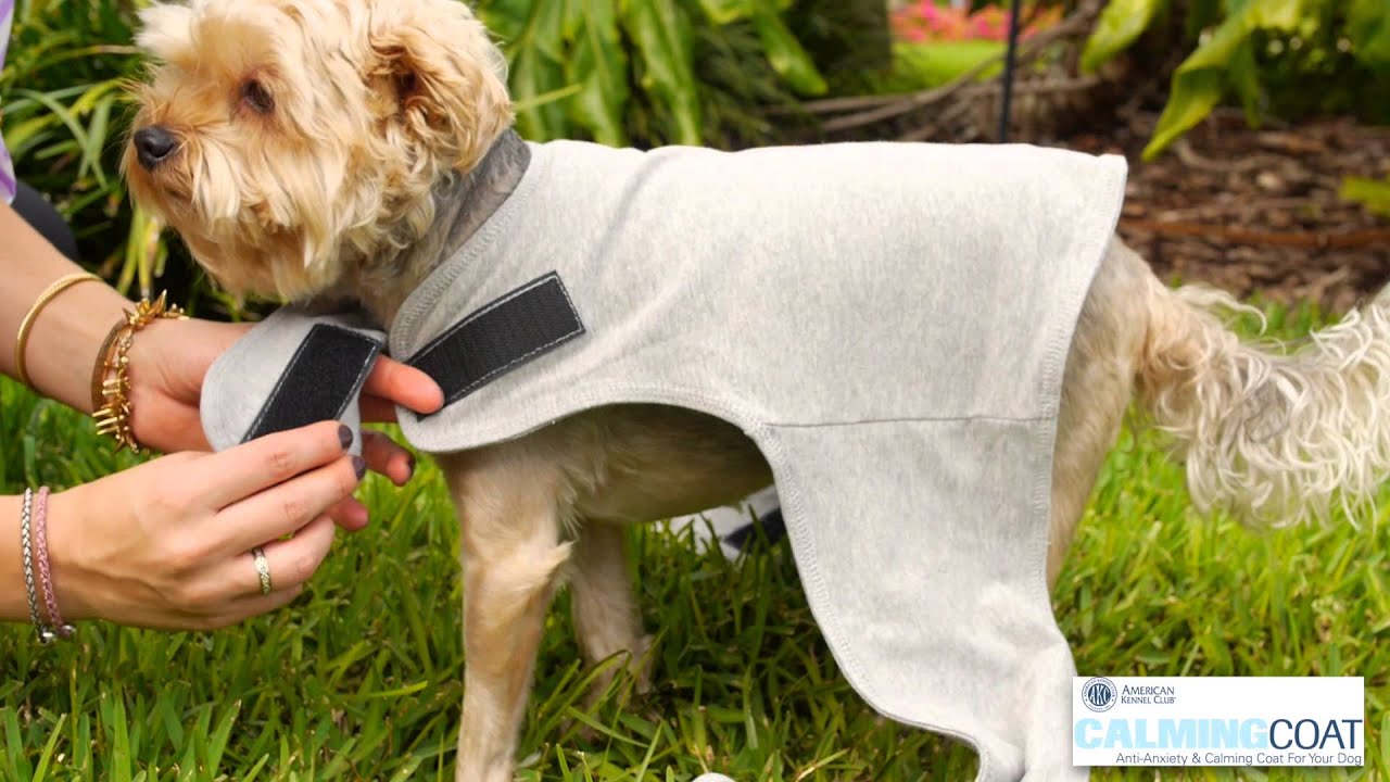 AKC Calming Coat and Calm Cat Video