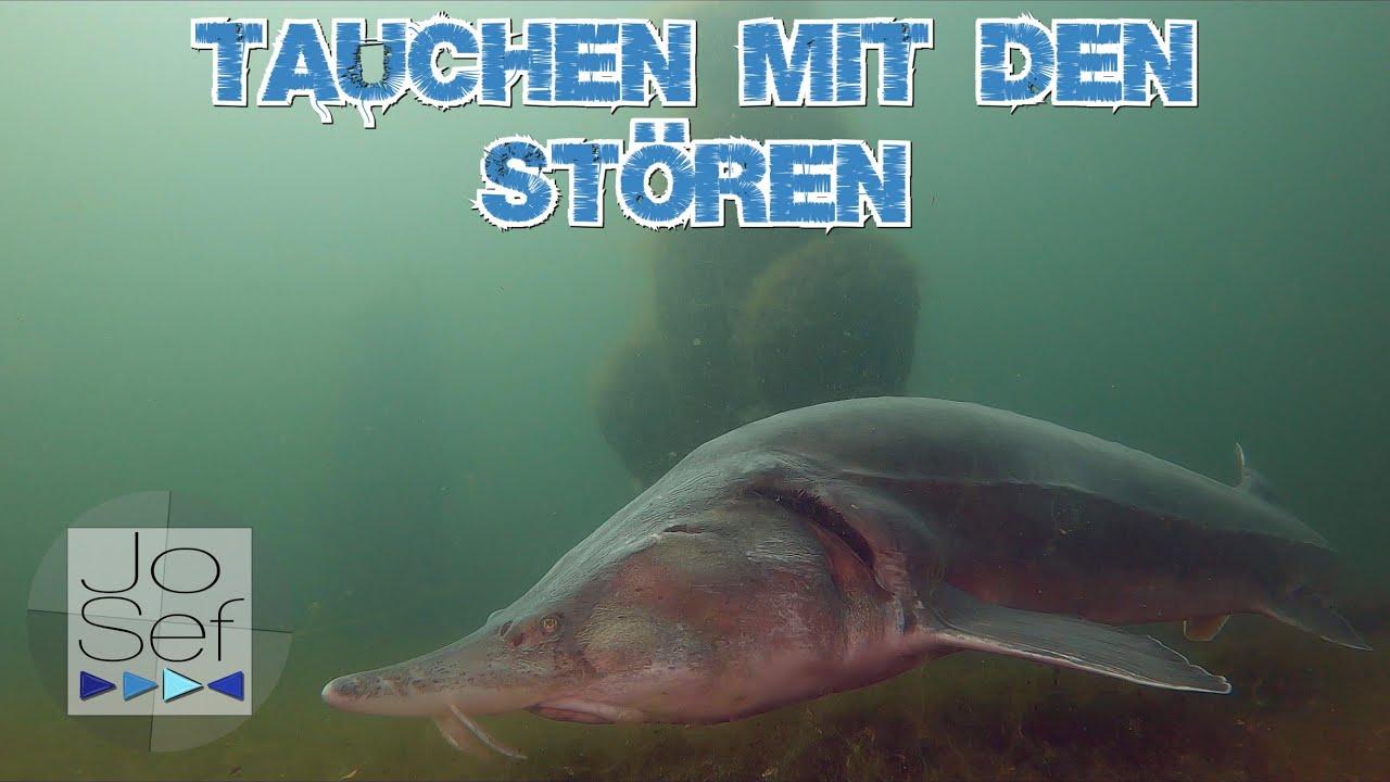 Tauchen mit den Stören | NaturaGart Ibbenbüren | Mai 2024
