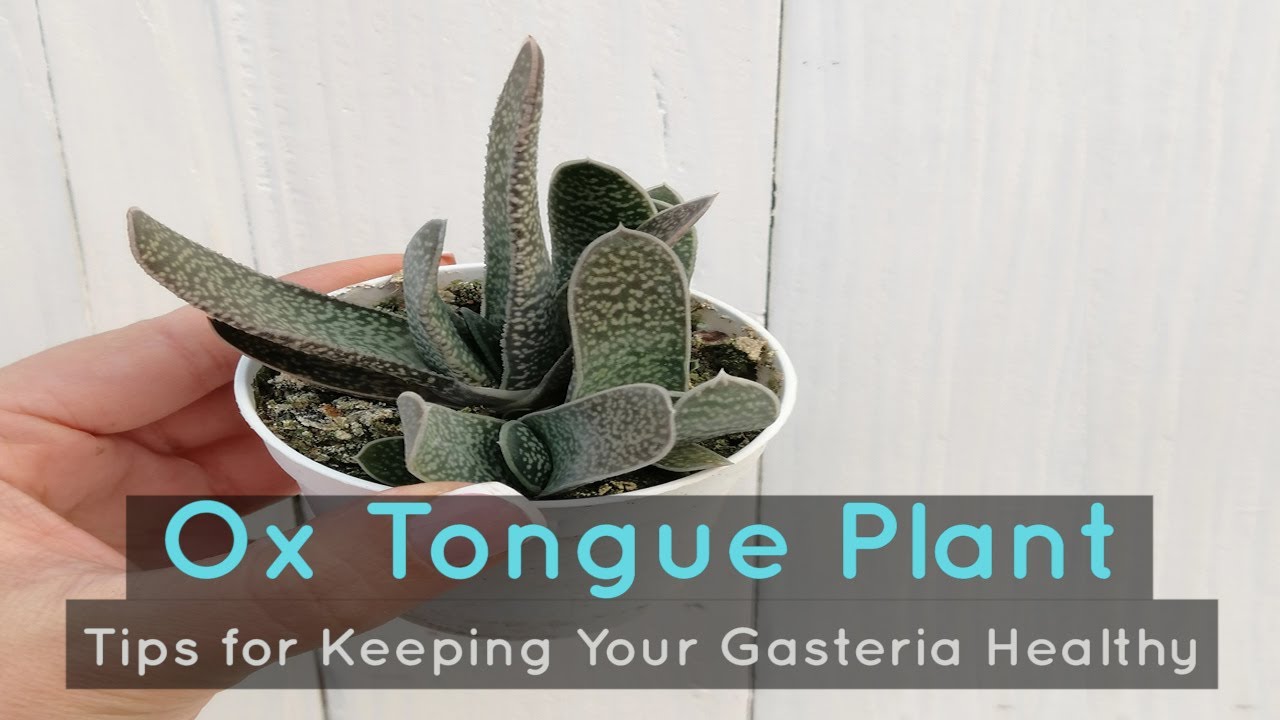 Ox Tongue Plant: Tips for Keeping Your Gasteria Healthy