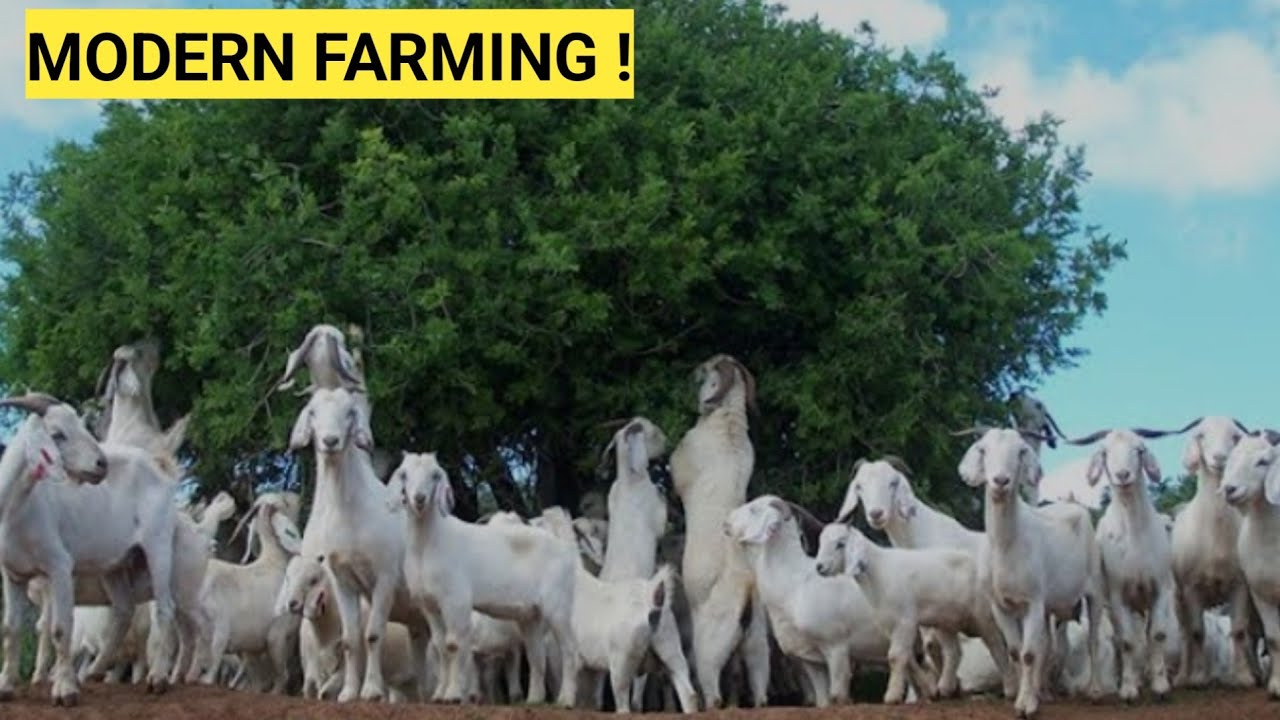 How Quickly Do GOATS Multiply? | Management, Treatment/ Farm Updates!