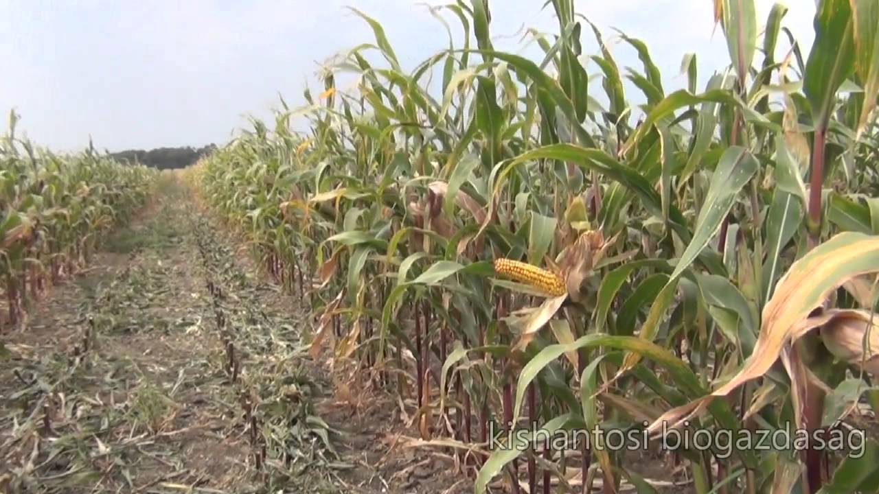 Bio vagy vegyszeres? - Kishantos zölden virít