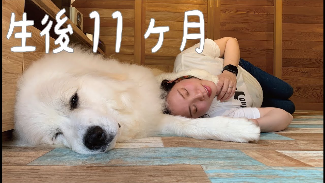 【生後11ヶ月】まだ１歳になっていないとは思えない我が家のデカ子犬｜グレートピレニーズ