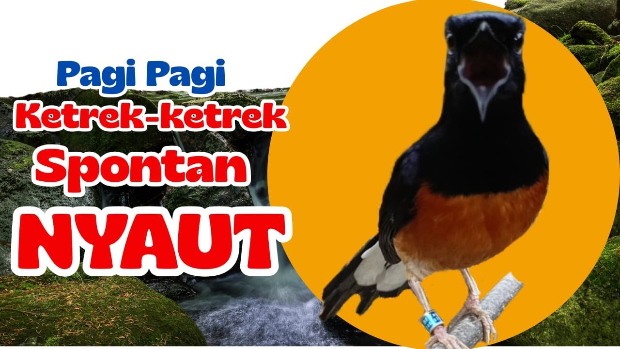 ISIAN KOMPLIT‼️pancingan murai batu gacor sangat AMPUH jadikan murai DIAM langsung bunyi GACOR nyaut