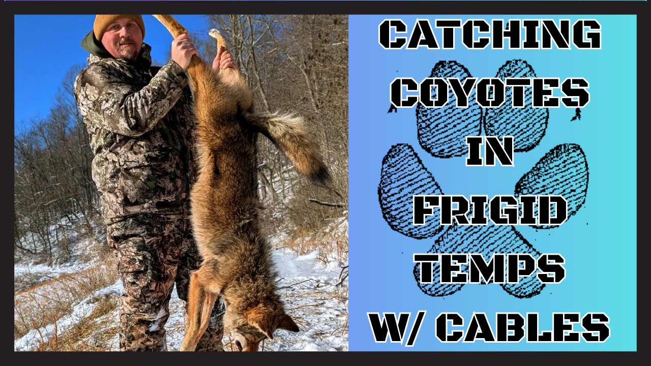 Catching Coyotes In Frigid Temps With Cables | Predator Control