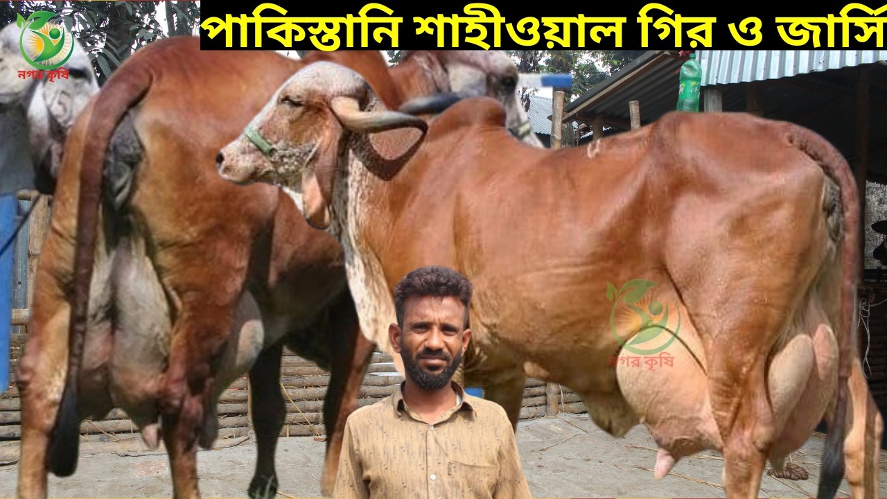হারুন ভাইয়ের আগুন বরাবর পাকিস্তানি শাহীওয়াল গির ও জার্সি ! ১৫-২২লিটারের মধ্যে বাচ্চাসহ দুধের গাভী