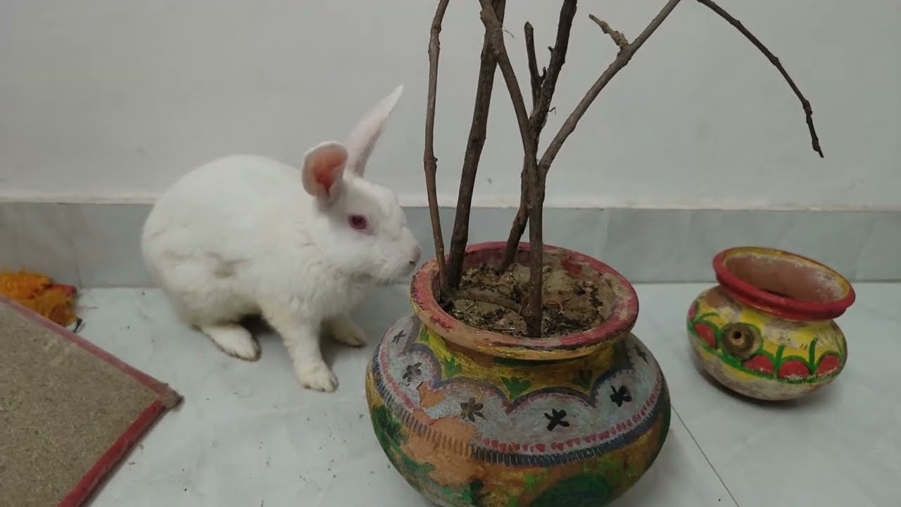 Mataki pod dii Motu ne