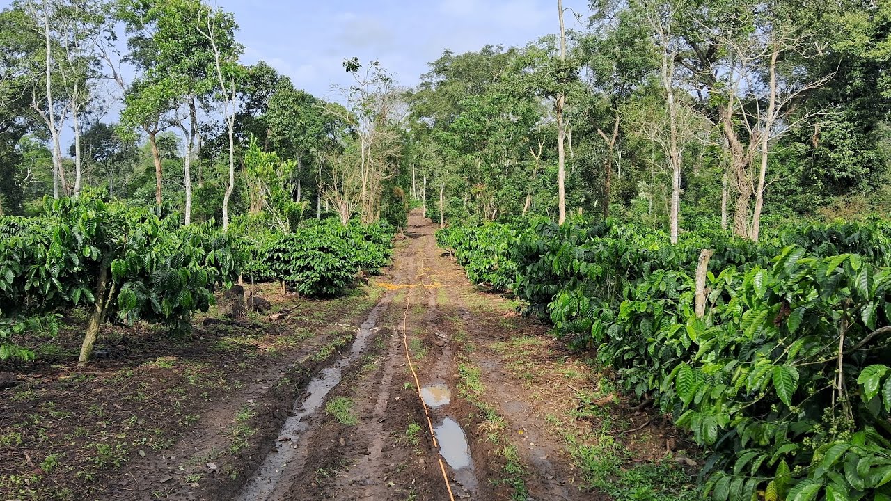 33 Acres Coffee Estate for Sale | Between Sakleshpur & Belur | Premium Coffee Plantation | Villbiz 