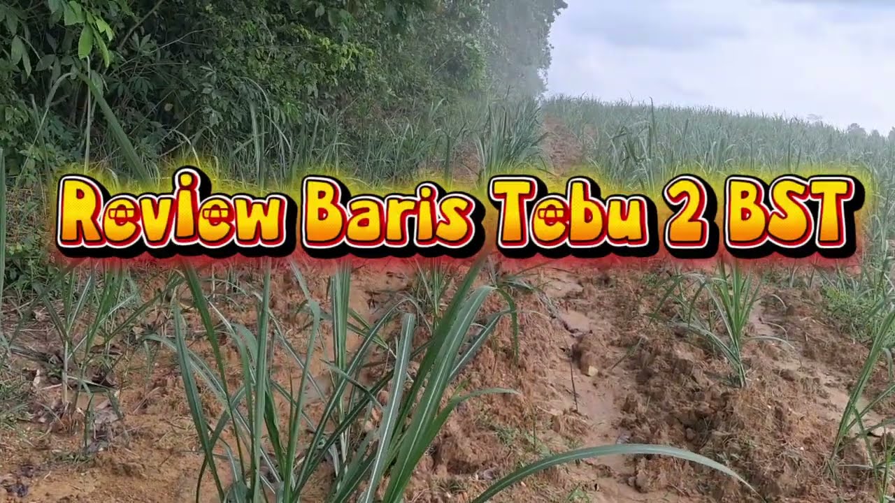 Review Baris Tebu Umur 2 BST @rusmanatv364 