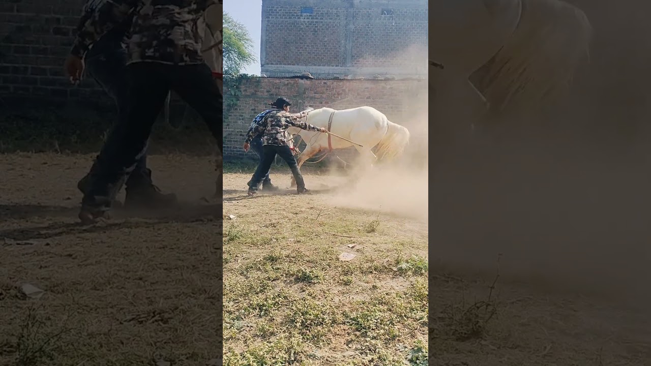 sharuk khan horses trainer Rajasthan fulera like and subscribe Krai