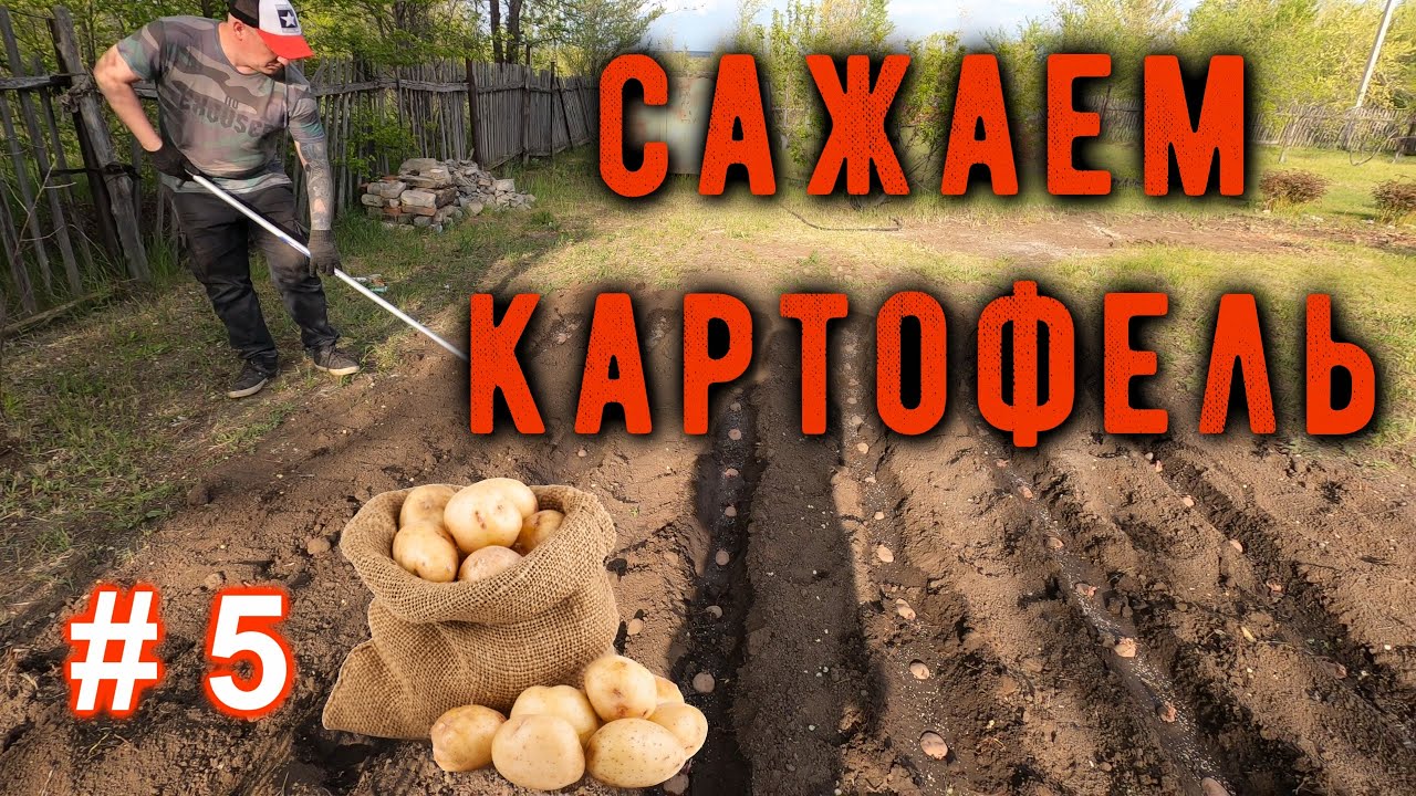 #5 Сажаем картофель и клубнику, ремонтирую бак для воды. Обнаружили муравейник.