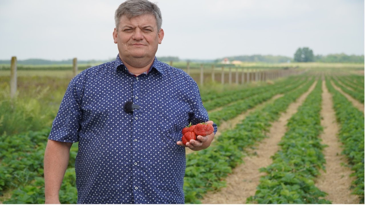 Truskawki -  nadzieja w późnych odmianach, Zbigniew Marek, 03.06.2024