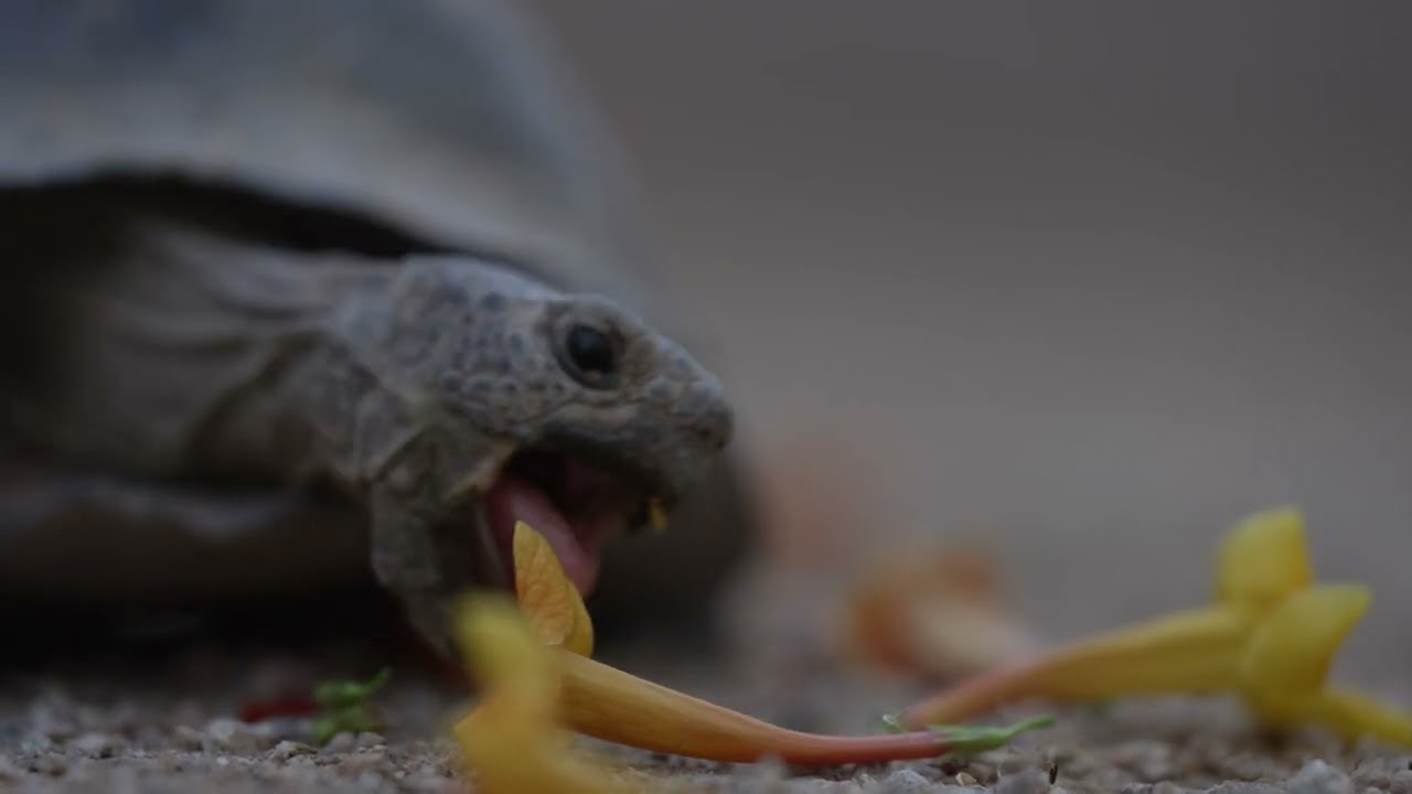 Our Desert Tortoise Loves His ZOO LAND Dinner!