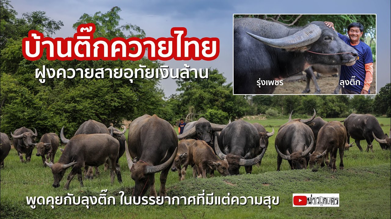 ✅ บ้านติ๊กควายไทย คอกควายเงินล้าน ลูกรุ่งเพชร ขายเริ่มที่ 1 ล้านบาท [จ.อุทัยธานี]