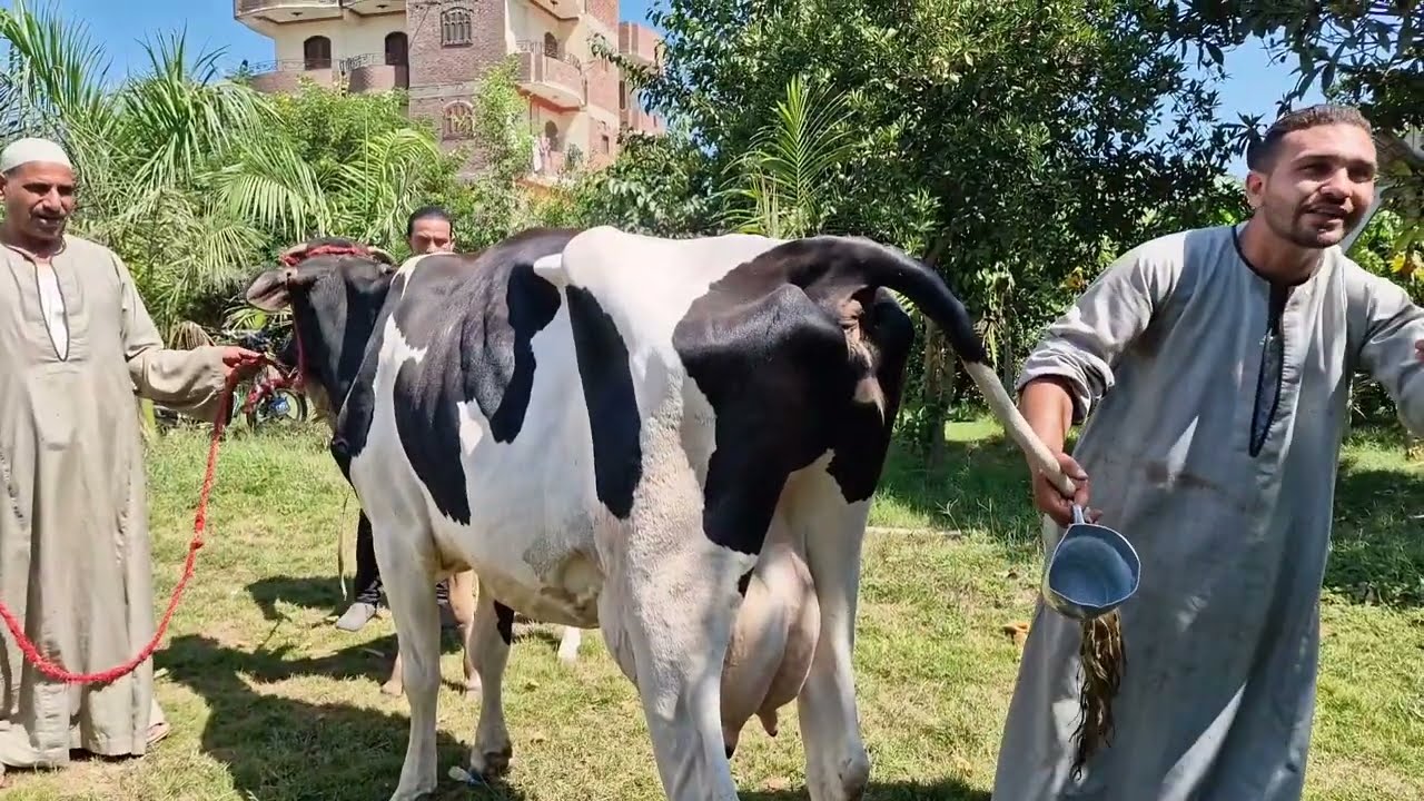 جاموسة الاسفلت وصلت ولو عرفت إن الكيلوا الحليب فيها بيتباع في المهندسين ب ٢٥ جنيه مش هاتتصور معانا