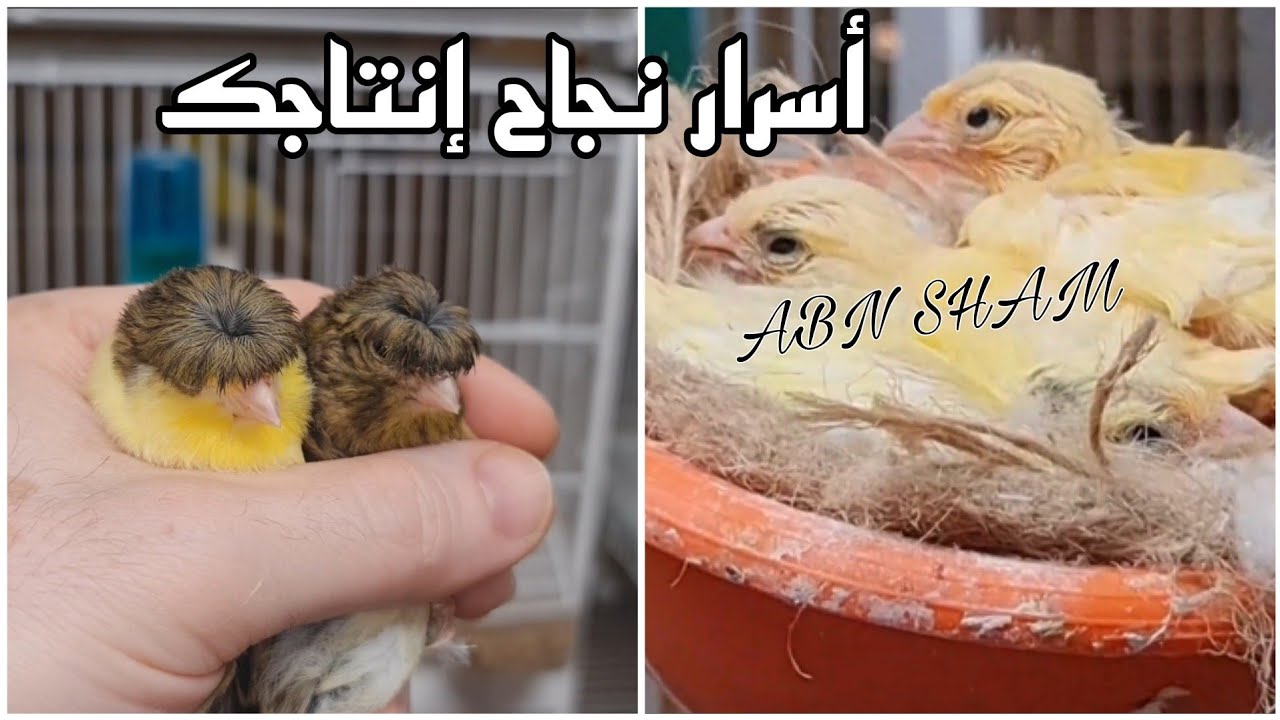 80% من المربيين عصافير الكناري لا ينجحوا في الإنتاج خاصة المبتدئين ماهو سبب🤔الحل داخل الفيديو#birds