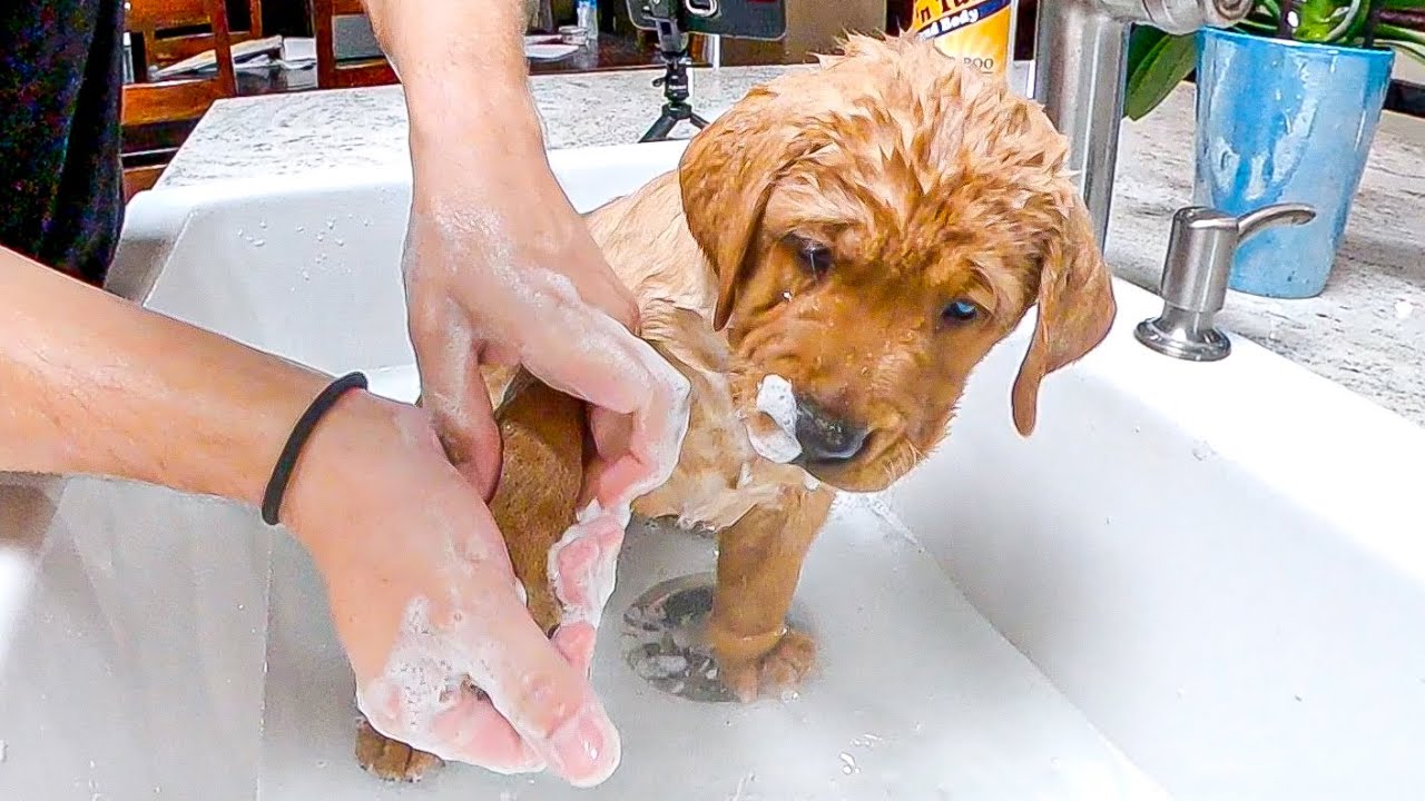 Labrador Puppies Get Their First Baths Ever!