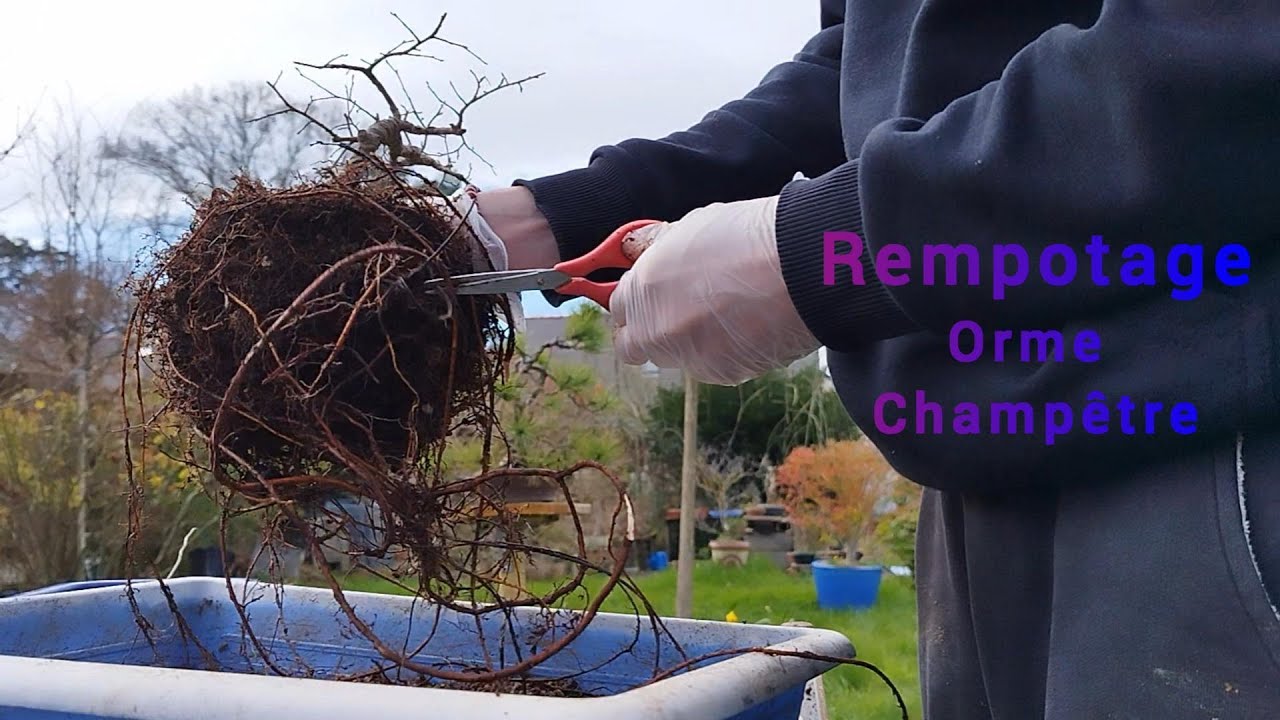 Orme Champëtre