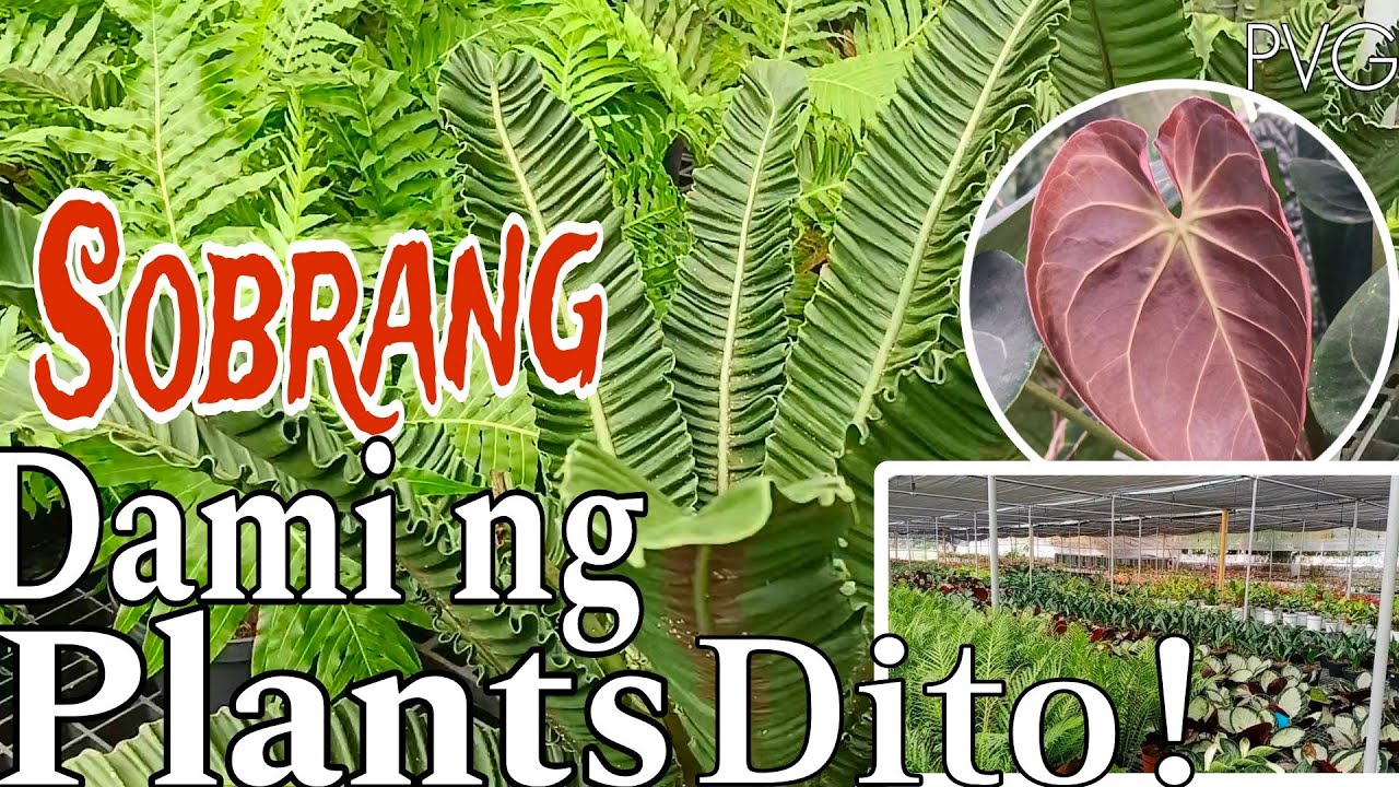 DITO!DAMING AVAILABLE PLANTS (Dhoies Garden)Silang #plants #garden #everyone #gardening#plantlovers