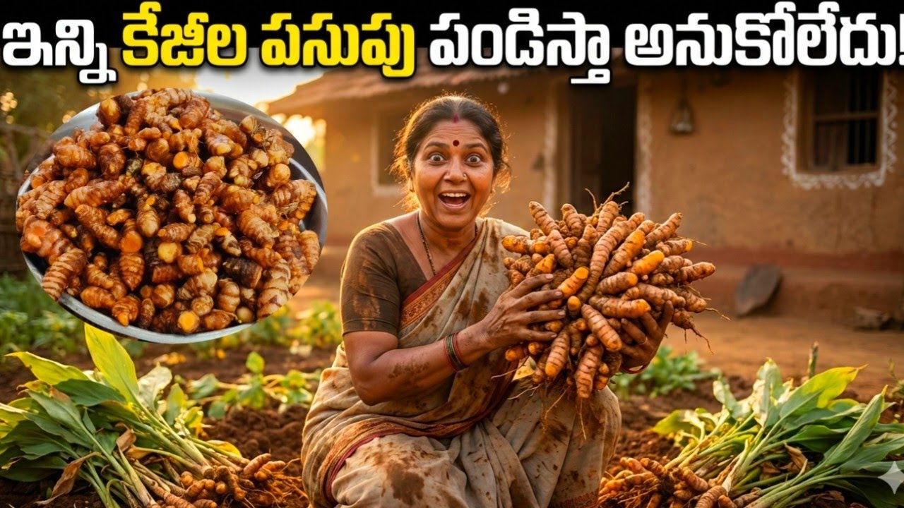 ఇంట్లోనే సులబంగా 10కిలోల పసుపు పండించాను//organic termaric at home
