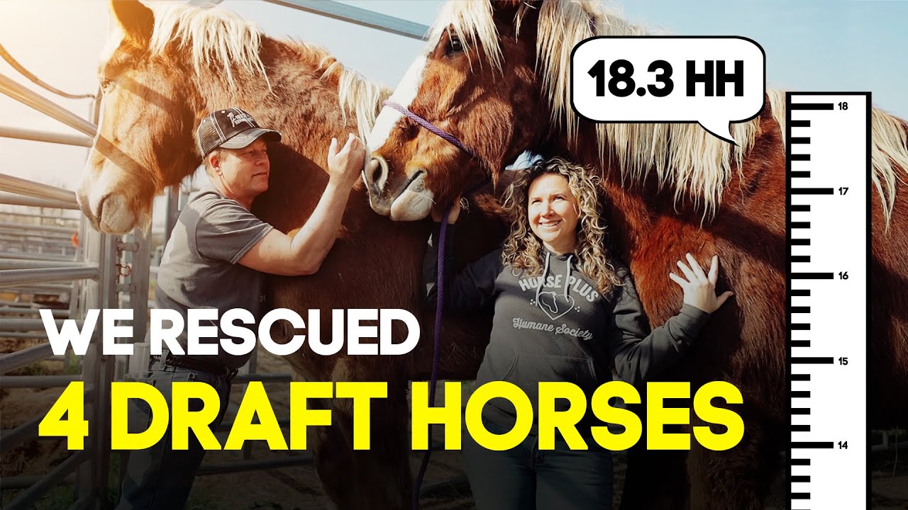 We Rescued 4 Draft Horses from Auction | Horse Shelter Heroes S3E6