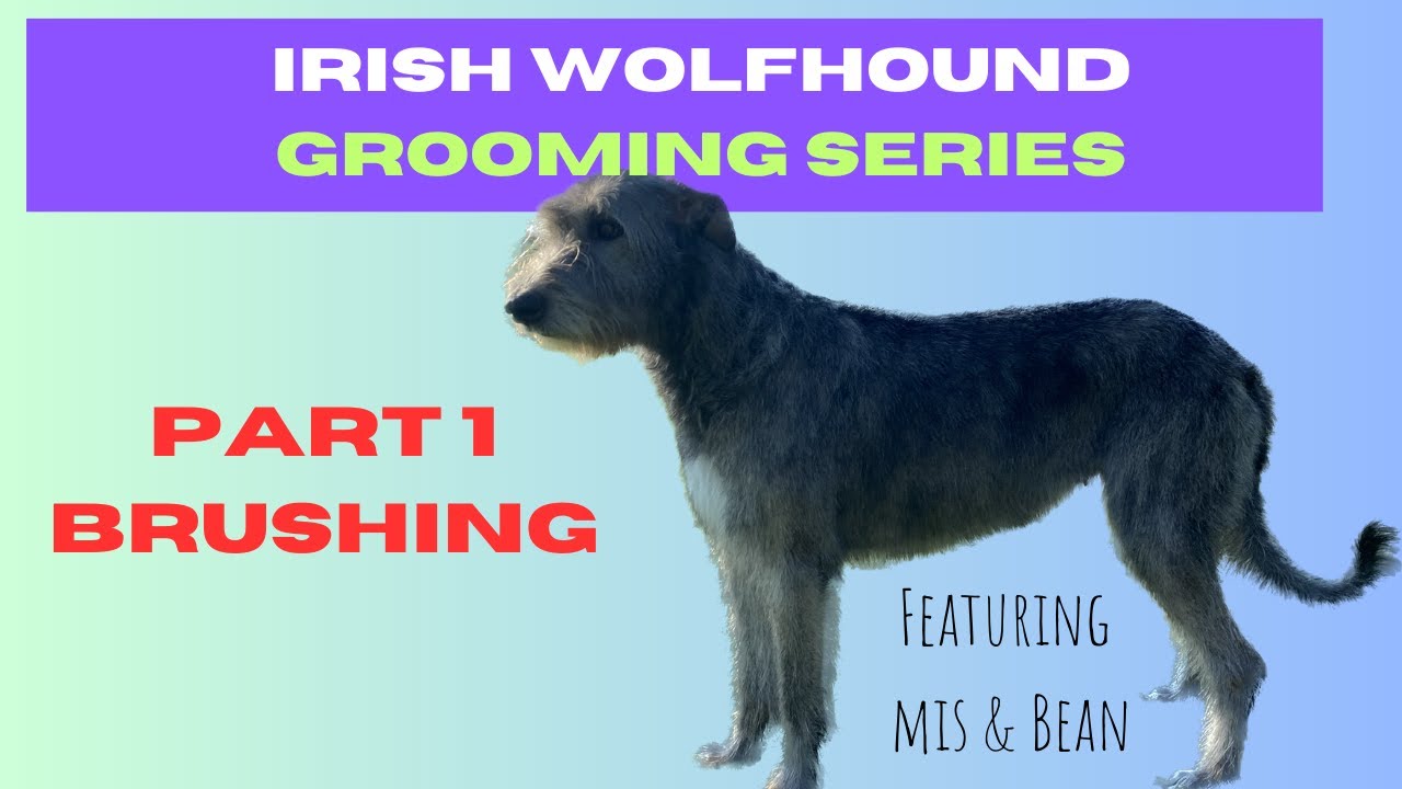IRISH WOLFHOUND grooming - Part 1 Brushing