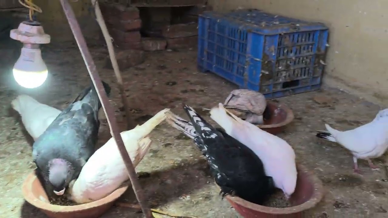 Spanish porter and oriental frill and kagzi pigeon kabootar #dhampur #bijnor 