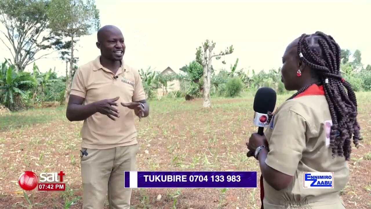 Okulima entangawuzi nabiki eby'etaagisa | Ennimiro Zzaabu