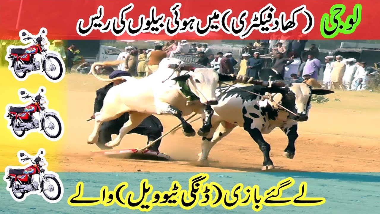 Bull Race In Pakistan Qazejee 26 10 2025 @Qazejee 