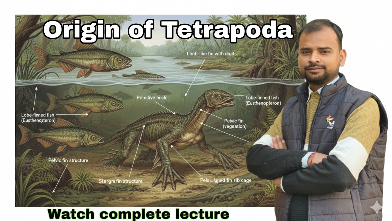 Origin of Tetrapoda (Amphibians) , Time of Origin of Tetrapoda, Piscine Ancestry of Tetrapoda 